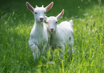 White baby goats from Animal Craze