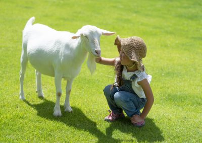 White goat with young girl Animal Craze