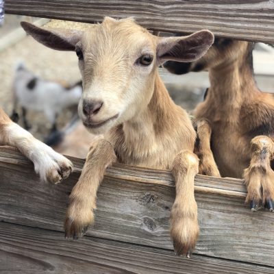 Animal Craze petting zoo goats