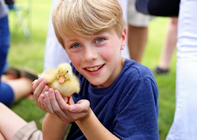 Petting zoo duck from Animal Craze