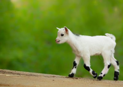 Animal Craze baby goat