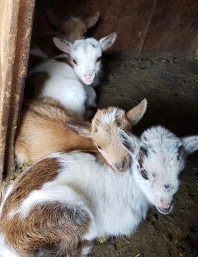 Animal Craze baby goats