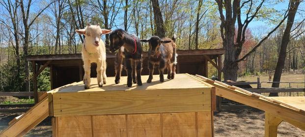 Animal Craze goats