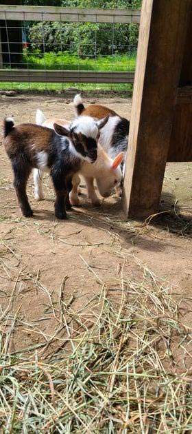Animal Craze goats