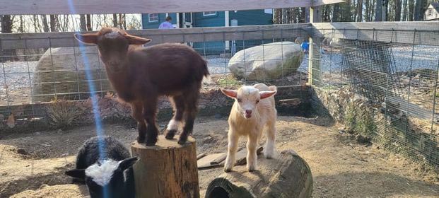 Animal Craze baby goats