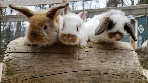 Animal Craze baby bunnies