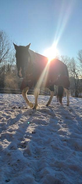 Animal Craze horse in snow