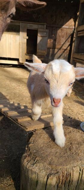 Baby goats Animal Craze