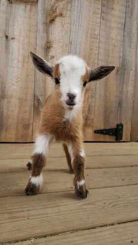 Baby goat from Animal Craze