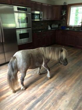 Light gray mini-pony in a house kitchen
