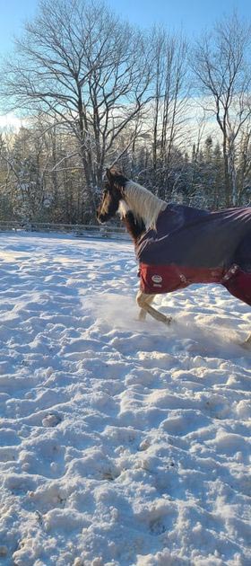 Horse in snow at Animal Craze