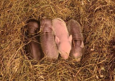 4 baby pigs from Animal Craze