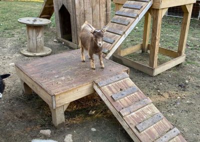 Goat from Animal Craze