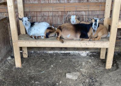 Three grown goats