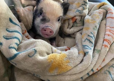 Baby pig in blanket