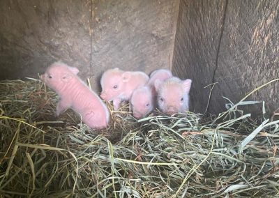 4 baby pink pigs in hay